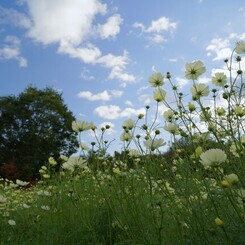 イエローキャンパス
