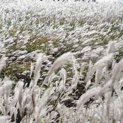 箱根仙石原　１