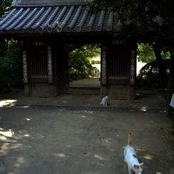 哲学堂の門番猫たち