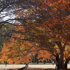 公園の紅葉　４