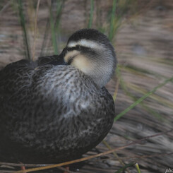 カモは炬燵に入れない