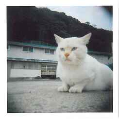 白猫Holga