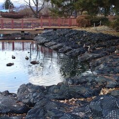 元日の公園の池（1月1日）