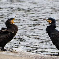 阿吽･･･ん？