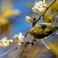 今年初のウメジロー