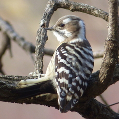 冬の里山で13(コゲラ)