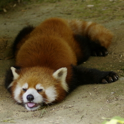 あぢぃ～・・・