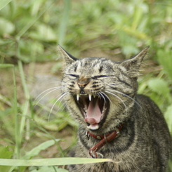 猫　あくび