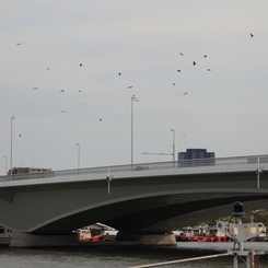 柳都大橋４