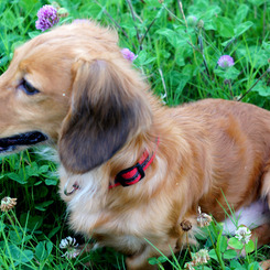 お花畑で、おっさん犬が、、