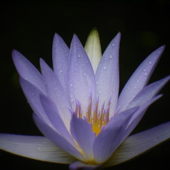 瑞々しき静寂