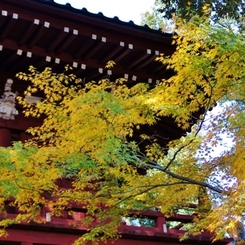 本土寺の紅葉1