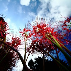 秋空と彼岸花･･･。