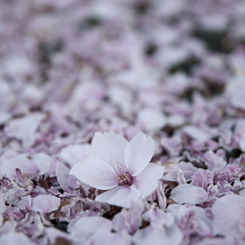 桜散る