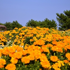 淡路島：国営明石海峡公園 21