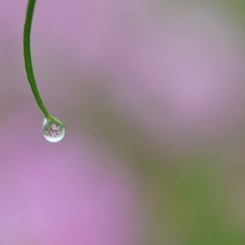 ひみつの花園