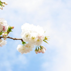 Fly blossom