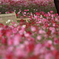 秋桜　- 絶景ポイント -