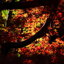 弥彦公園　もみじ谷　１０