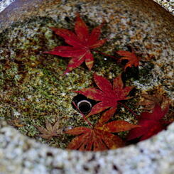 澄み切った水に落ちた秋