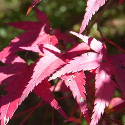 陽の当たる紅葉。