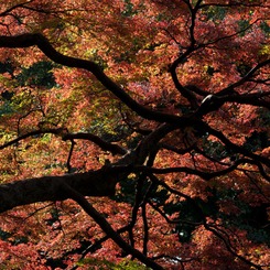 紅い絨毯