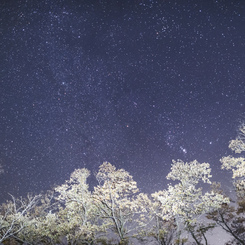 晩秋に舞い降りる星雪