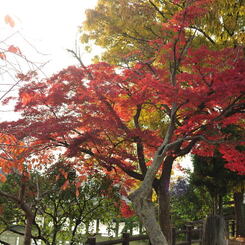 20111129_02_長岡天満宮