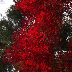 平林寺紅葉10