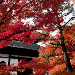 東福寺