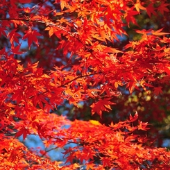 紅葉