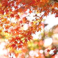 華紅葉