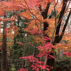 平林寺の紅葉