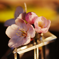 SAKURA 09