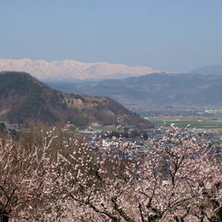 更埴あんずの里