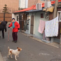 犬と布団とばーさんたち。