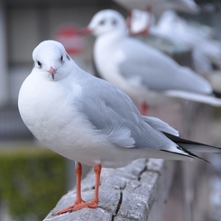 おすまし顔