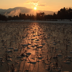 夕照の蓮池