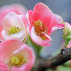 ボケの花