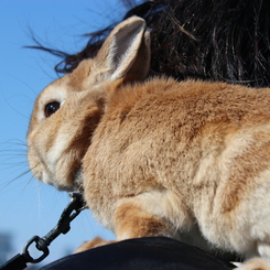 肩のりウサギ