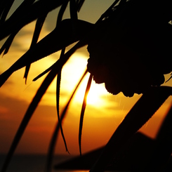 アダンの実+夕日(喜界島荒木の海岸にて)
