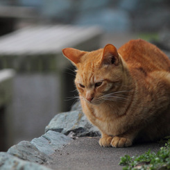 江ノ島猫Ⅲ