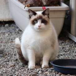 のら猫～政宗～激太り～正月で餅の食べ過ぎか？