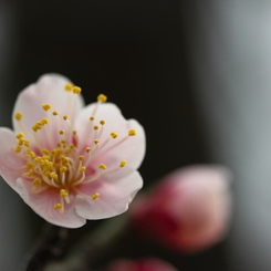 風に匂う