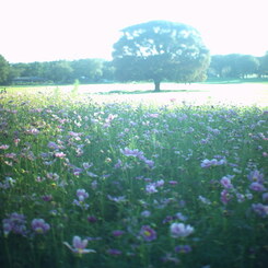昭和記念公園