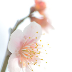梅三様　３