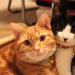 No cat No life