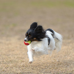 飛行犬