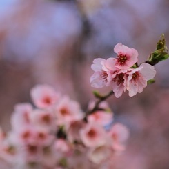 桜花