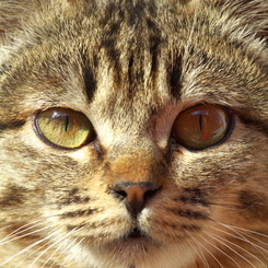 通りすがり猫79